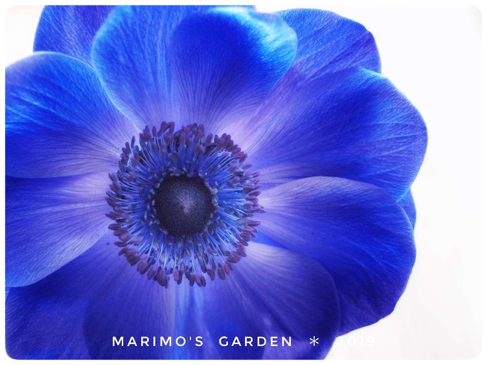 青い花の投稿画像 By マリモさん 今日の一枚と今日のお花と癒し空間と花のある暮らしとブルーの花と アネモネと 秋植え球根 フォトコンテスト 19月3月12日 Greensnap グリーンスナップ