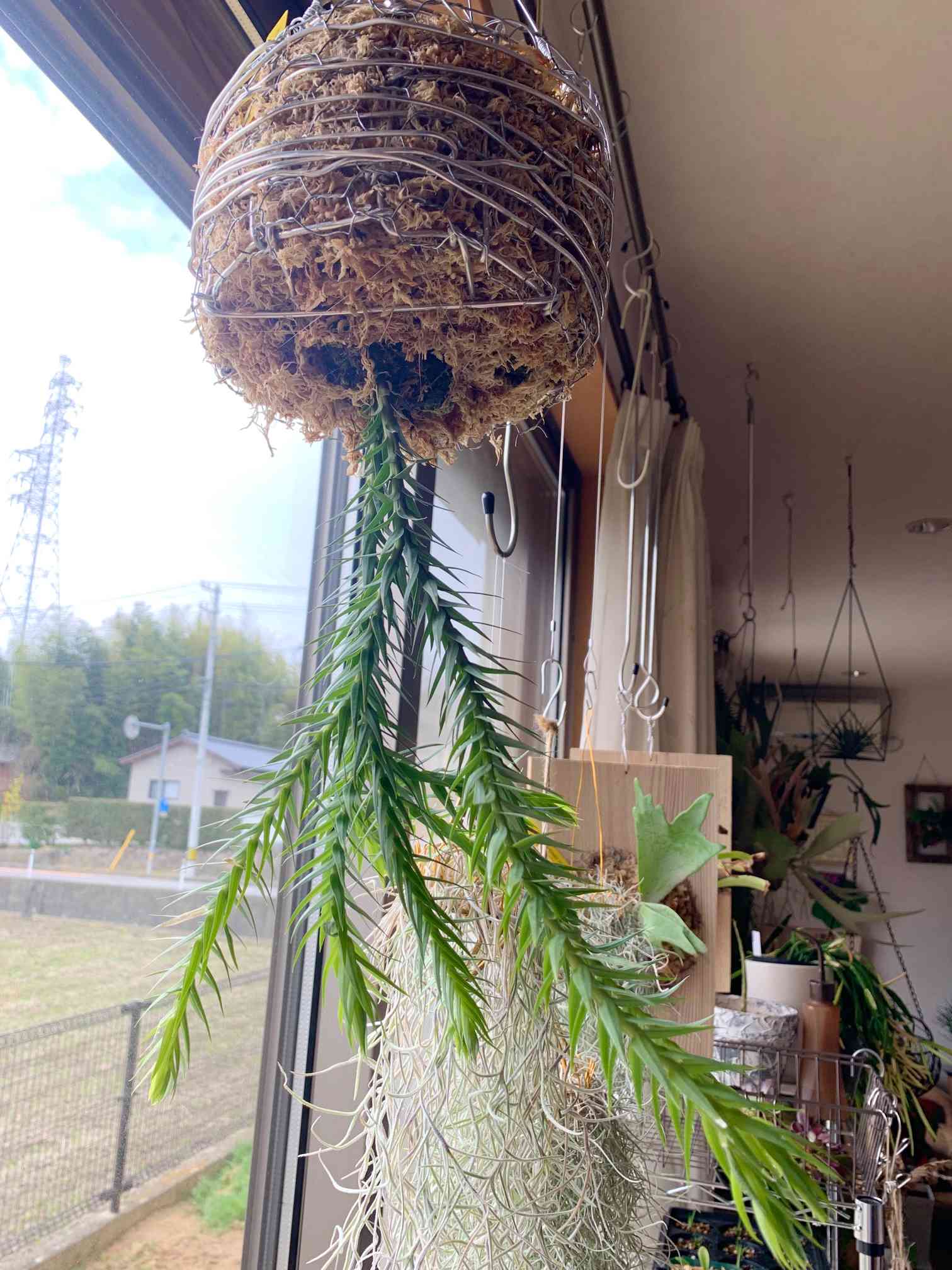 フワフワ♡フペルジア ゴエベリー シダ植物 観葉植物 吊り下げ