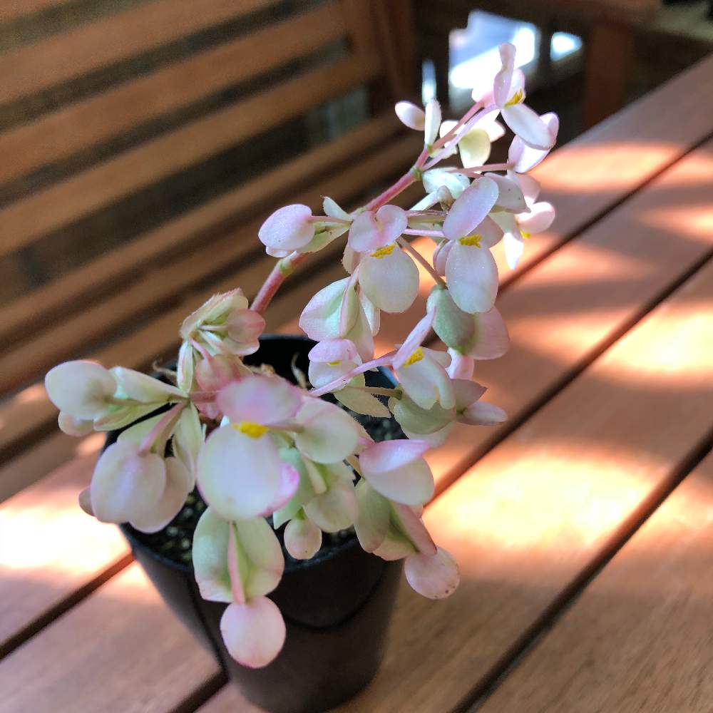 すべての花の画像 最新さくら ベゴニア