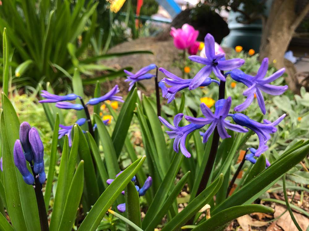 ヒヤシンスの投稿画像 By 和さん ムラサキの花と 早春に咲いた花 フォトコンテストとヒヤシンスの花と植えっぱなしと花のある暮らしとかわいいと球根植物と咲いた 19月3月13日 Greensnap グリーンスナップ