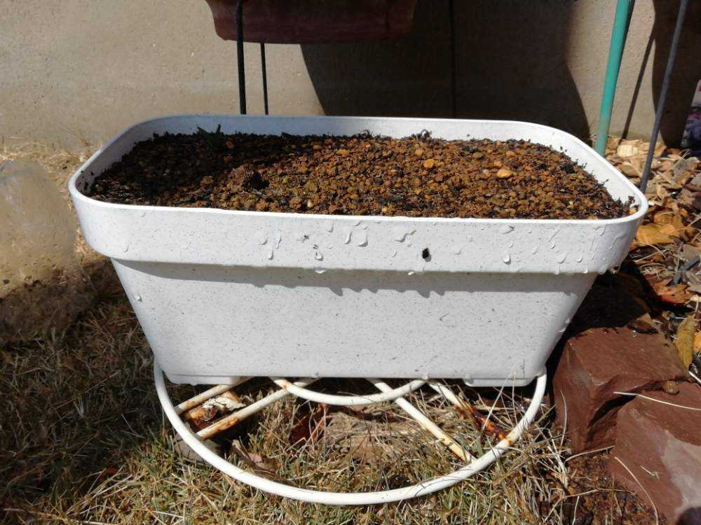 食べ撒きプランターの記録 Greensnap グリーンスナップ