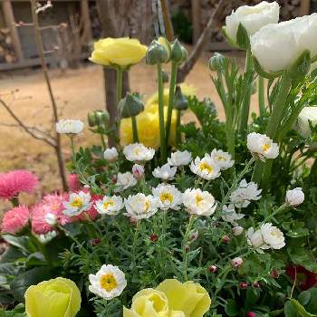 ピンクと黄緑の投稿画像一覧 Greensnap グリーンスナップ