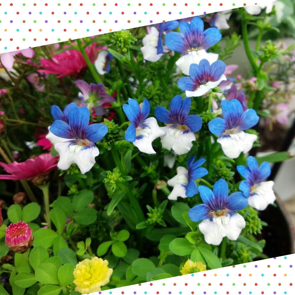 ネメシアの投稿画像 By Sayannさん お花屋さんと青い花と植物記録 19月3月13日 Greensnap グリーンスナップ
