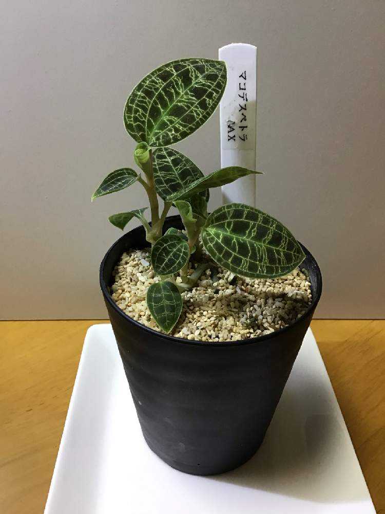 マコデス・ペトラ 大量 ジュエルオーキッド - 植物/観葉植物