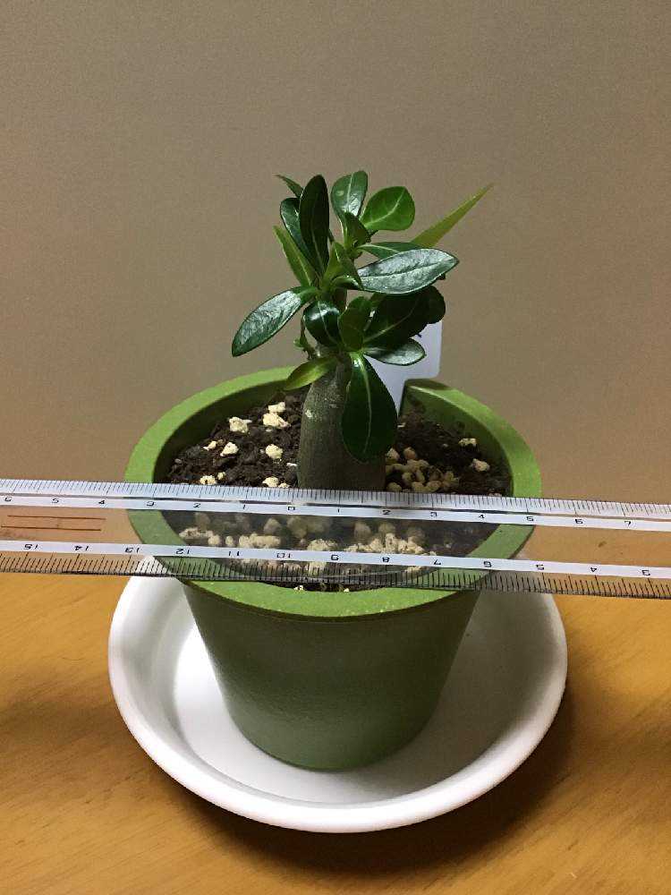 アデニウム ぷっくりに魅せられて Greensnap グリーンスナップ