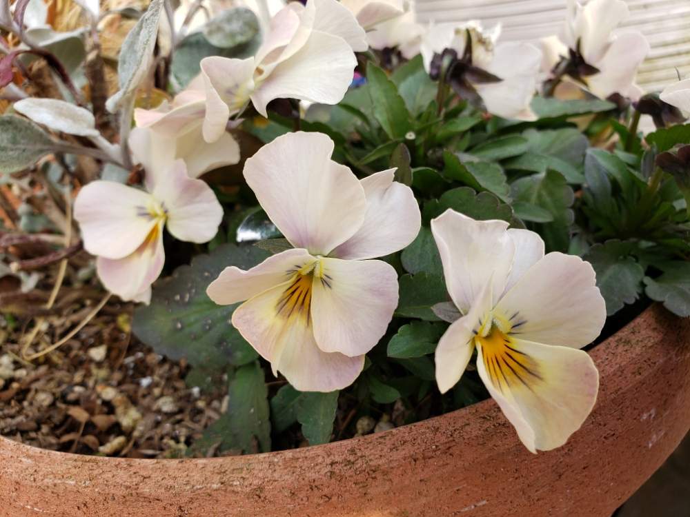 パンジー ビオラの投稿画像 By Miyabinさん 雪国とまた雪降ったとgs映えと花粉症が酷いと花のある暮らしと油断した 19月3月14日 Greensnap グリーンスナップ