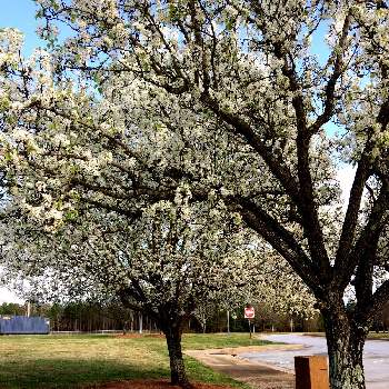 アメリカ産の画像 by Joshua's wind さん | お出かけ先とさくら サクラ 桜と花のある暮らしとアメリカ産と公園と満開♪