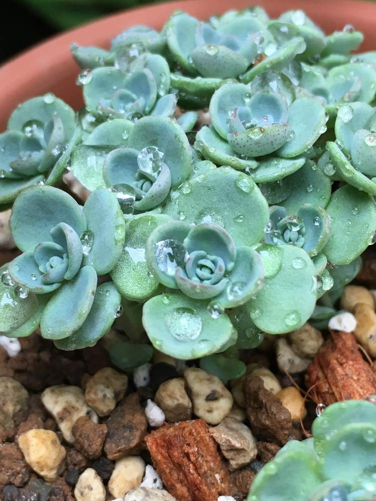 赤葉カラフトミセバヤの投稿画像 By Irfa Gardenさん 多肉植物とgs映えと多肉女子と鉢植えと花のある暮らしと野ざらし雨ざらしと葉っぱを楽しむと雨晒し 19月3月14日 Greensnap グリーンスナップ