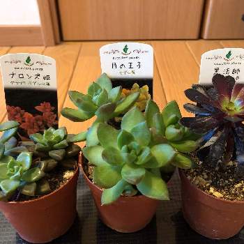 コメリplantの投稿画像一覧 Greensnap グリーンスナップ