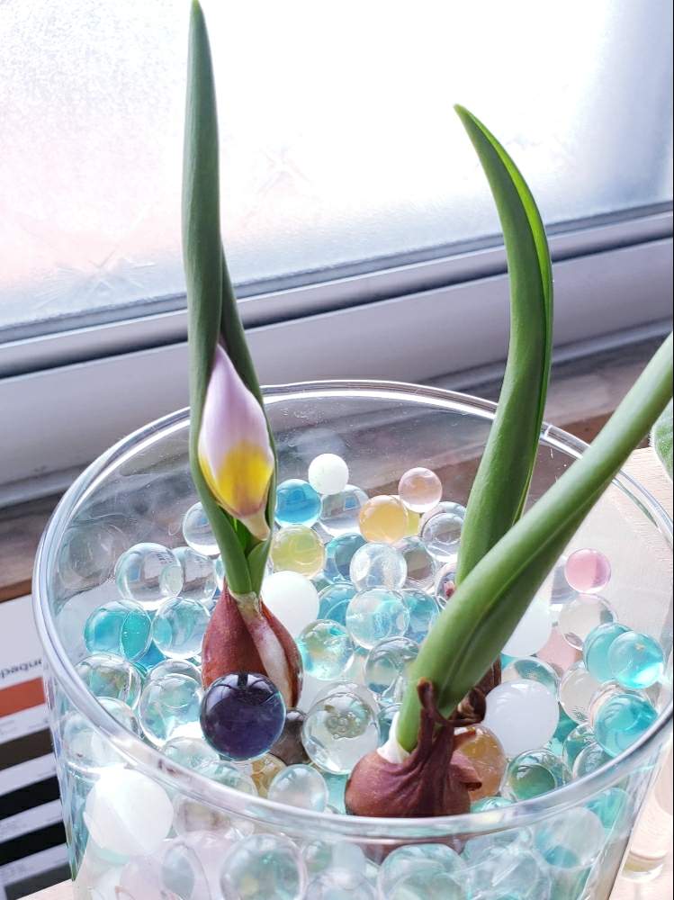 原種チューリップの投稿画像 By ゆかさん ダイソーと水耕栽培と花のある暮らしと窓際と球根植物 19月3月14日 Greensnap グリーンスナップ