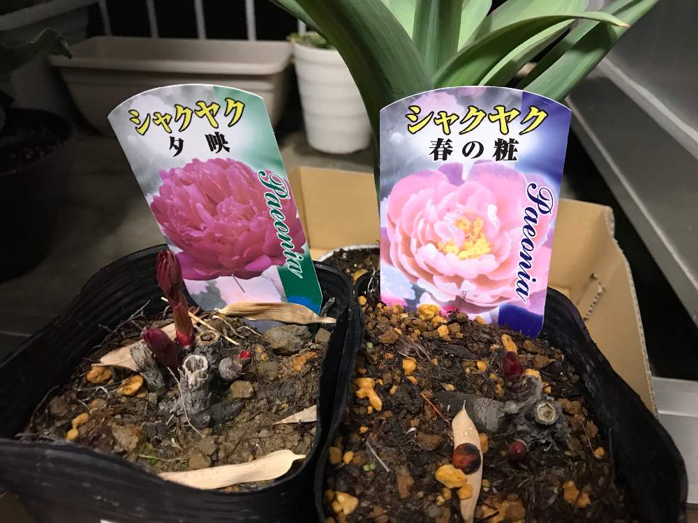 芍薬の成長記録 Greensnap グリーンスナップ