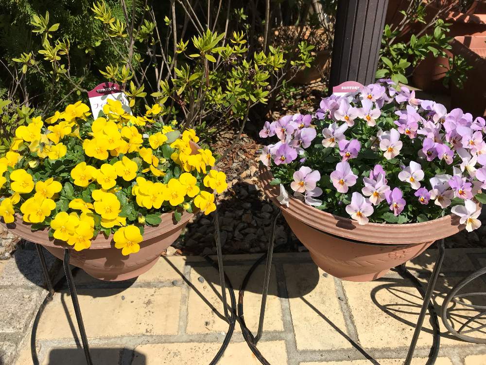 ビオラの投稿画像 By こはもこさん パンジー ビオラとビオラ フィオリーナとフィオリーナ ゴールドとフィオリーナ オーロラとサントリーフィオリーナ とピンクの花と 早春に咲いた花 フォトコンテストとgs日和とビタミンカラーと黄色の花ときいろいお花と花のある