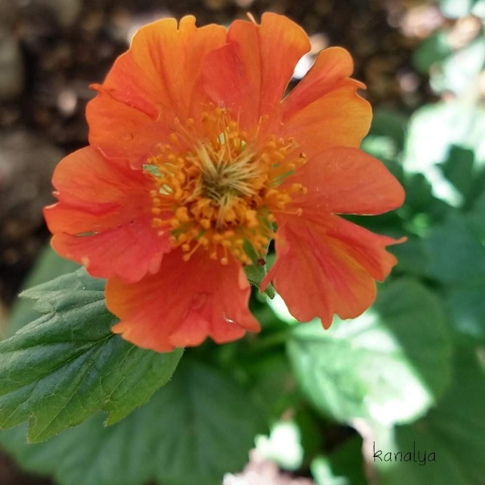 ミヤマダイコンソウの投稿画像 By Kanalyaさん ダイコンソウとアプローチと春のお花とno Flower No Lifeと千葉県と山野草と 早春に咲いた花 フォトコンテストとgs映えとno Green No Lifeと柏市と花中毒と植中毒とオレンジの花とbotanical Lifeと花のある暮らしとお花 ミヤマダイコンソウの投稿画像 By Kanalyaさん ダイコンソウとアプローチと春のお花とno Flower No Lifeと千葉県と山野草と 早春に咲いた花 フォトコンテストとgs映えとno Green No Lifeと柏市と花中毒と植中毒とオレンジの花とbotanical Lifeと花のある暮らしとお花