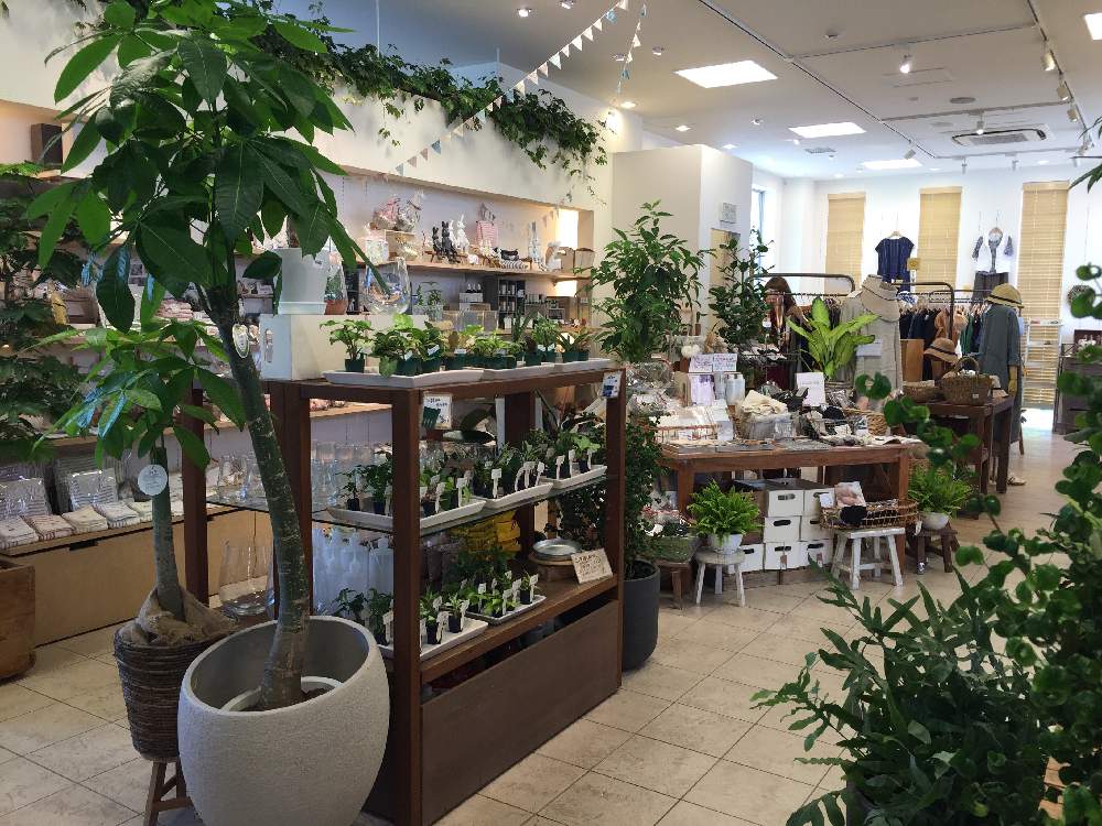 インナチュラル湘南店のアルバム Greensnap グリーンスナップ