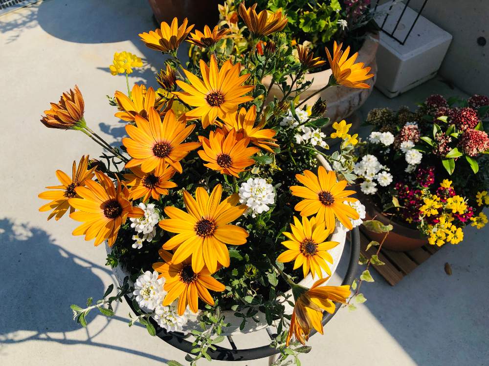 オステオスペルマムの投稿画像 By オリオンさん イベリスと小さな庭とよせ植えとビオラ パンジーとギザリングとアンティークとイベリス とはるが来た と花 のある暮らしと黄色と紫の花とオステオスペルマム寄せ植えとよせ植えとビオラ パンジーとギザリングと オステオスペルマムの投稿画像 By オリオンさん イベリスと小さな庭とよせ植えとビオラ パンジーとギザリングとアンティークとイベリス とはるが来た と花 のある暮らしと黄色と紫の花とオステオスペルマム寄せ植えとよせ植えとビオラ パンジーとギザリングと