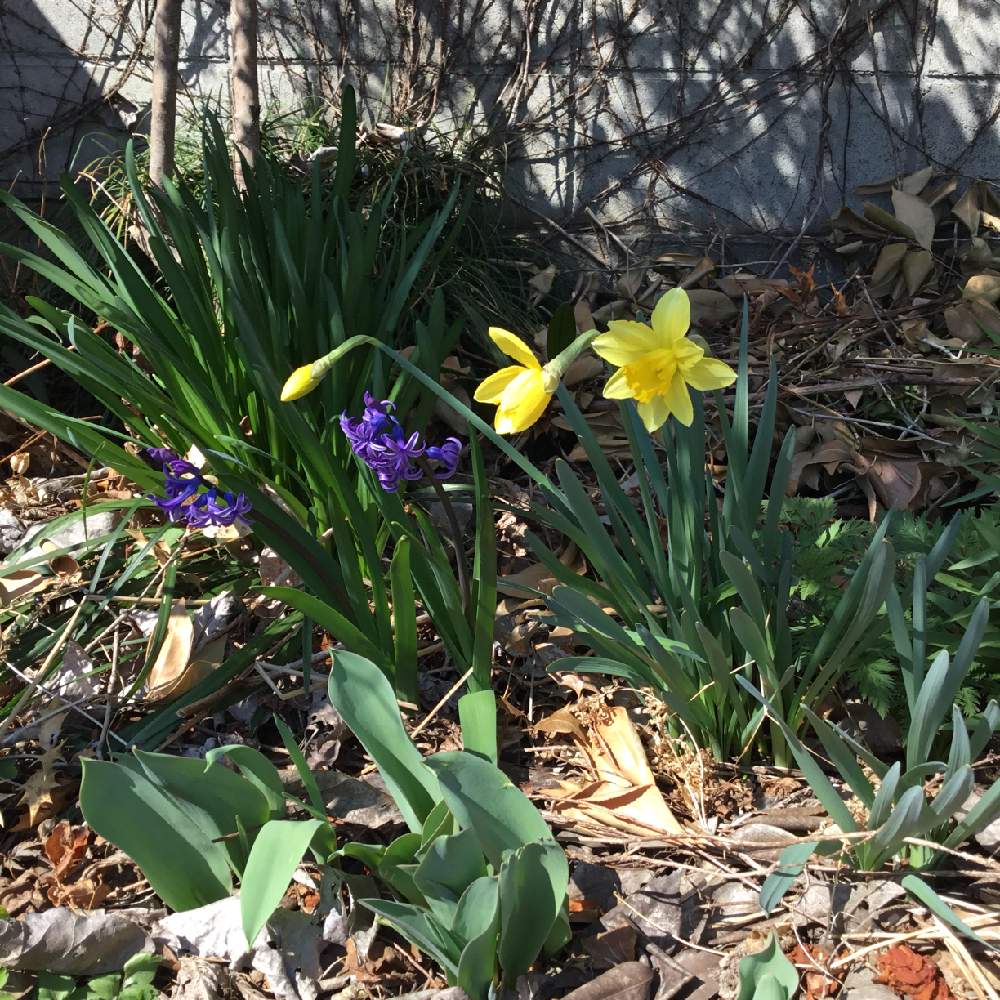 スイセンの投稿画像 By うみ さん ヒヤシンスとチューリップとムラサキの花と冬越しと春になったら と黄色い花と早春の花と花のある暮らしと球根植物 19月3月15日 Greensnap グリーンスナップ