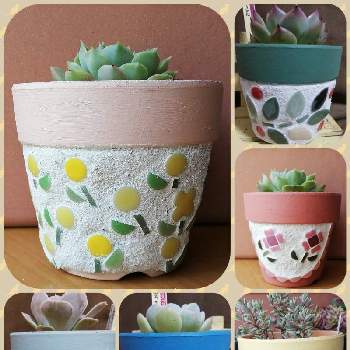 オリジナルタイル鉢の一覧 Greensnap グリーンスナップ