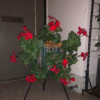 ゼラニウム カリエンテの投稿画像一覧 Greensnap グリーンスナップ