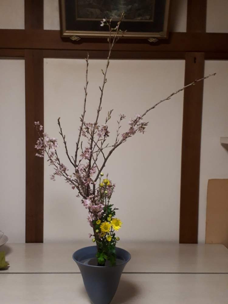 小菊の投稿画像 By ポンポンさん さくら サクラ 桜と生花二種生と花のある暮らしと池坊といけばな 19月3月15日 Greensnap グリーンスナップ
