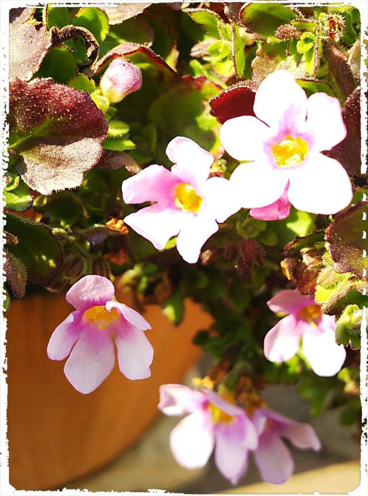ピンクの花の投稿画像 By ひかりーさん 癒しの植物と春の雨 と バコパと花のある暮らしと頑張れ えっこと春を感じると光を浴びてとかわいい 19月3月16日 Greensnap グリーンスナップ