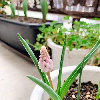 花の球根の投稿画像一覧 Greensnap グリーンスナップ