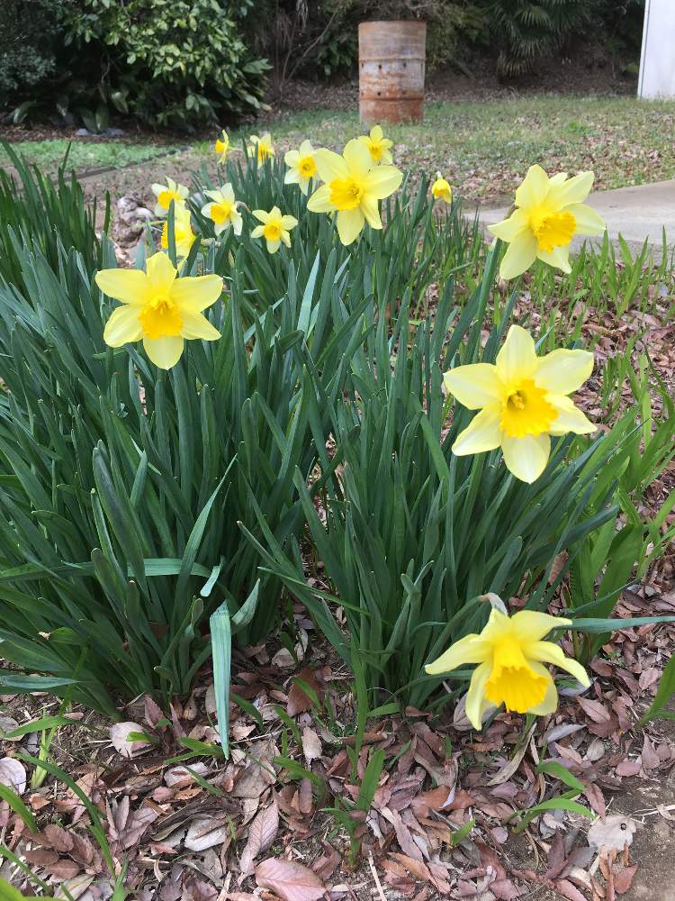早春に咲いた花 フォトコンテストの投稿画像 By もっさんさん 自然に咲く花 19月3月16日 Greensnap グリーンスナップ