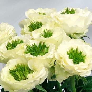 バラ グリーンハートの投稿画像一覧 Greensnap グリーンスナップ