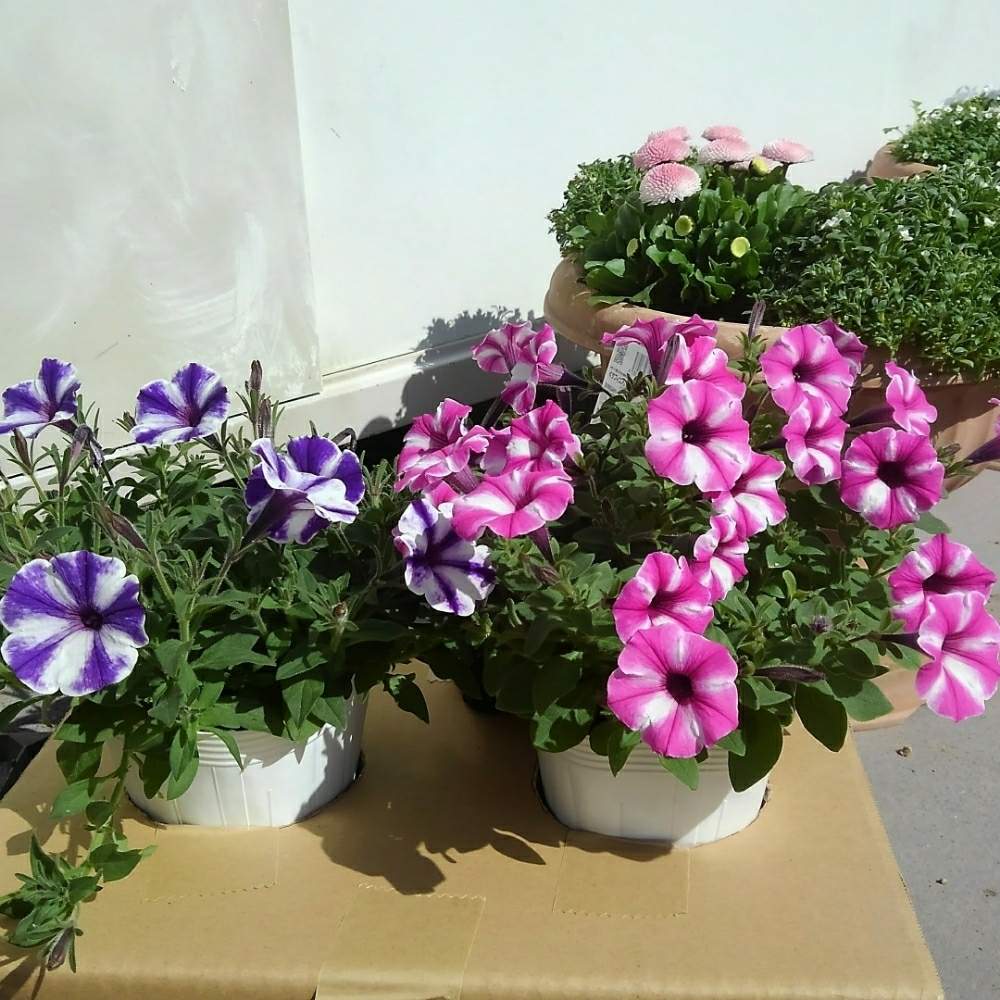 Cainz独占販売 ヨーロッパで大人気 ペチュニア ブルーベリージャムとラズベリージャム 植え付け篇 Greensnap グリーンスナップ