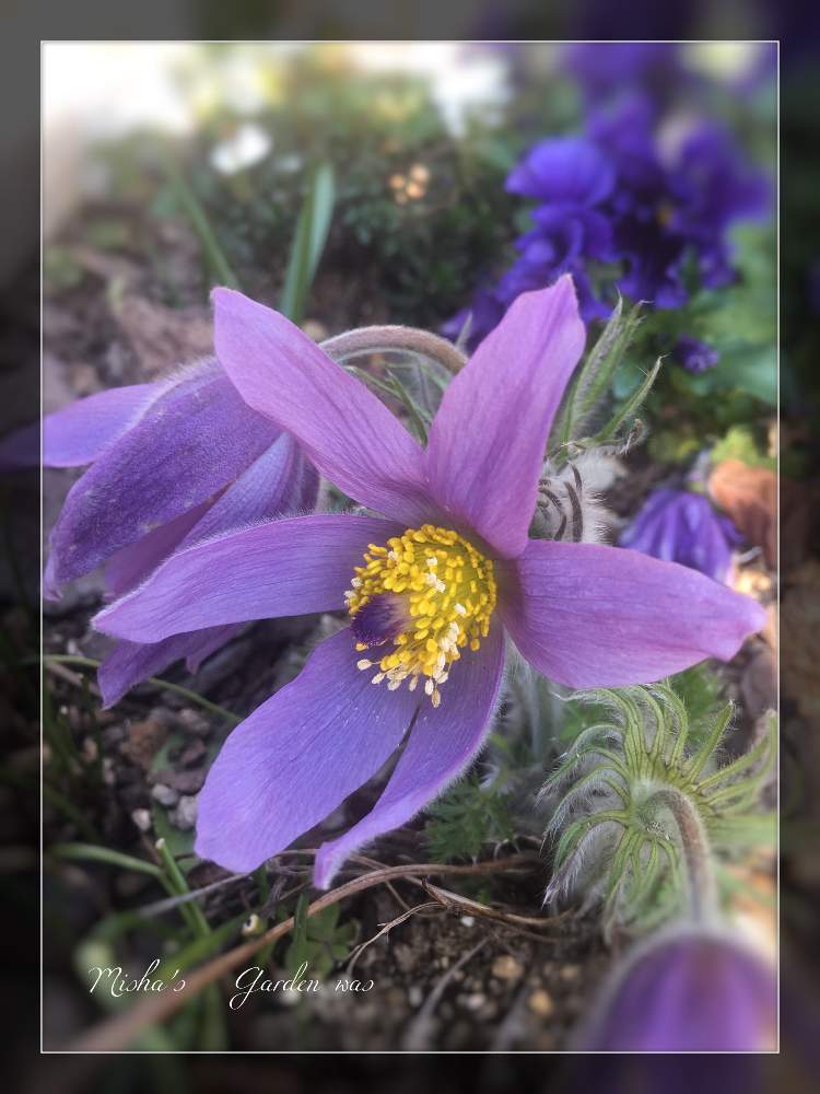 オキナグサの投稿画像 By ミーシャさん 庭の花と 早春に咲いた花 フォトコンテストと庭の花でアレンジと植中毒とお庭でお茶と花のある暮らしとお花屋さん 19月3月16日 Greensnap グリーンスナップ