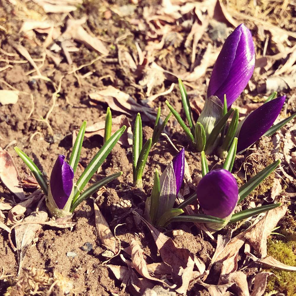 クロッカスの投稿画像 By にゃもなすさん クロッカスの花と地球温暖化と 早春に咲いた花 フォトコンテストと花のある暮らしと庭植え 19月3月16日 Greensnap グリーンスナップ