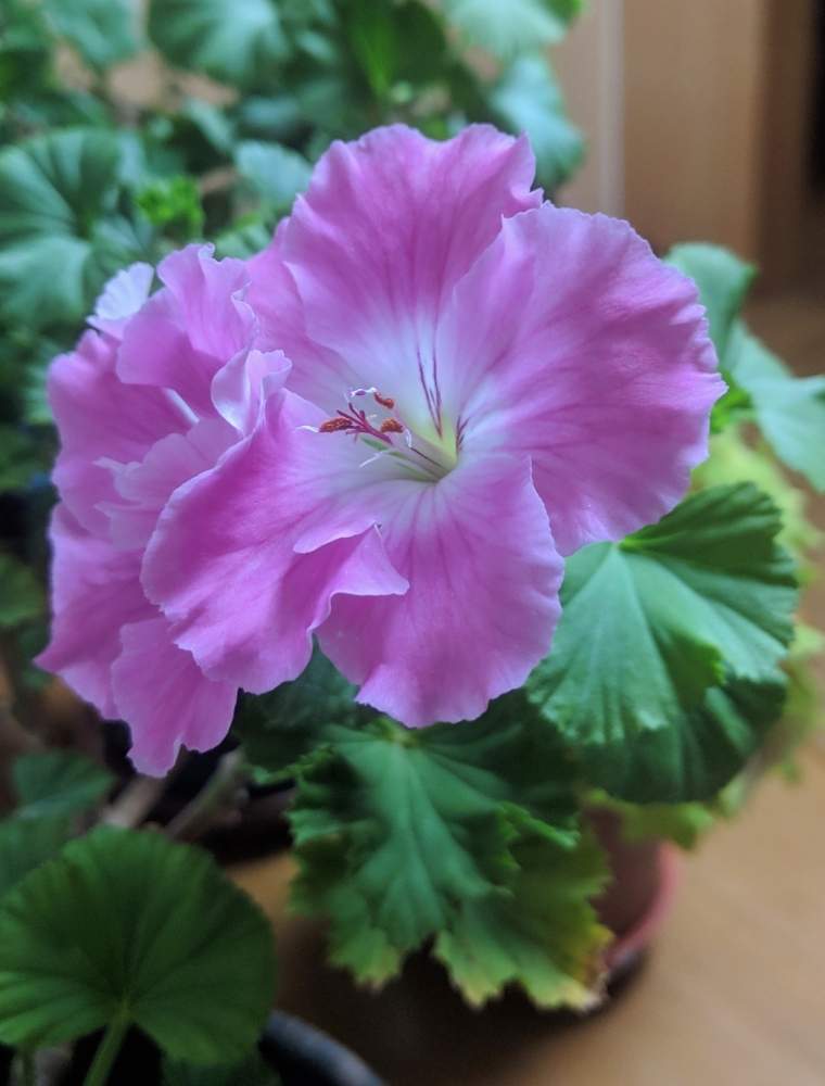 ゼラニウムの投稿画像 By おさかなさん ピンクの花と実家と花のある暮らしとお花 19月3月16日 Greensnap グリーンスナップ