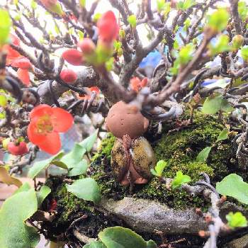 長寿梅（赤花）の画像 by 黒松【ヨシナガ】さん | 棚と盆栽と長寿梅（赤花）とお地蔵さま