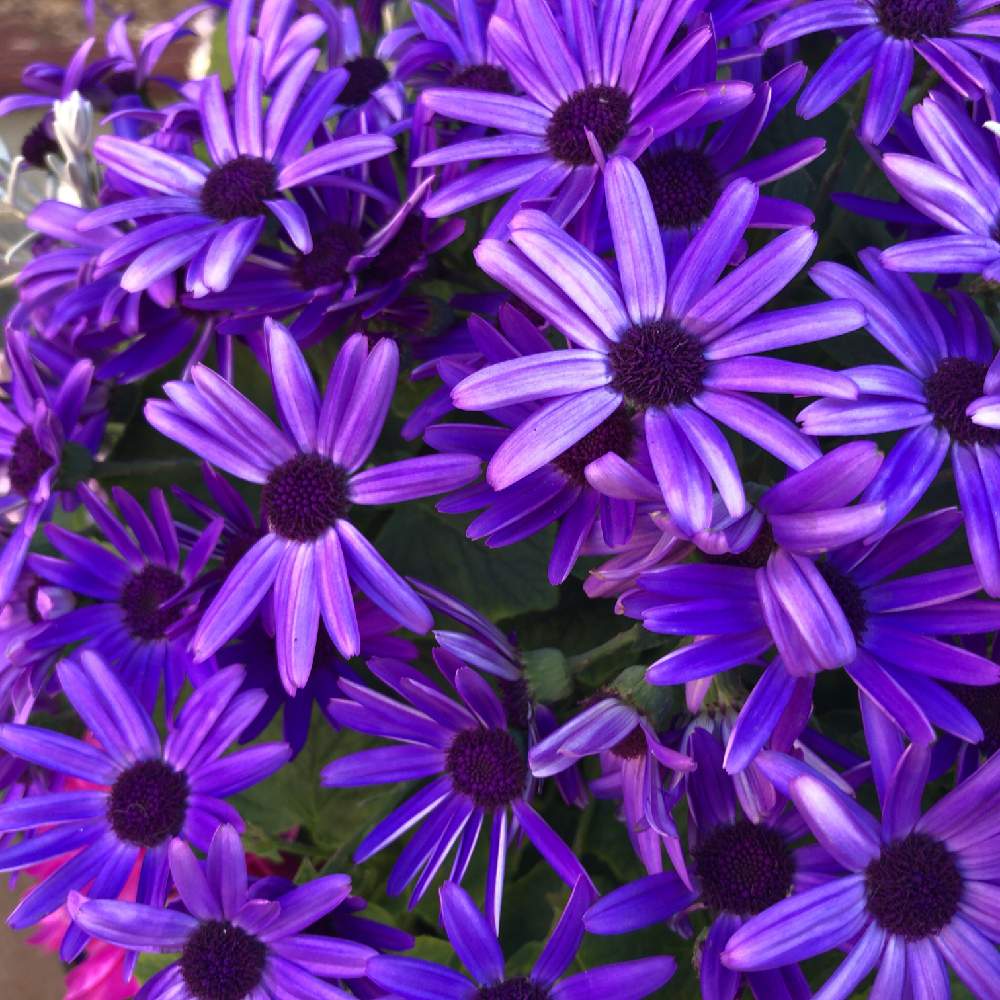 サイネリアの投稿画像 By わき れーじさん お出かけ先と紫色の花と紫色の花 19月3月17日 Greensnap グリーンスナップ Greensnap グリーンスナップ