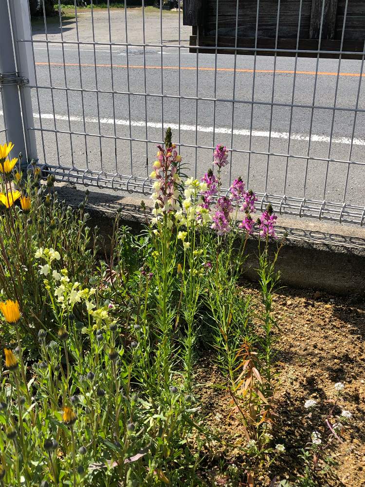 ヒメキンギョソウの花の投稿画像 By きょえさん 19月3月17日 Greensnap グリーンスナップ