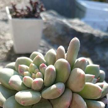 オープニング 大放出セール】 多肉植物 ラクマ パキベリア フリマ ...