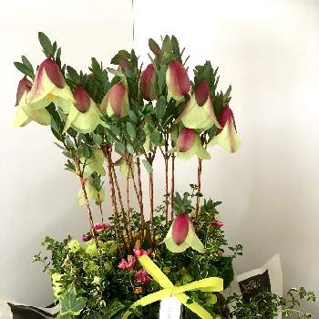 ピメレアウェディングベルの画像 by Chamkoさん | エントランスと プリムラとギャザリング寄せ植えとピメレアウェディングベルとGS映えと星咲きジュリアンとタイム❀と花のある暮らし