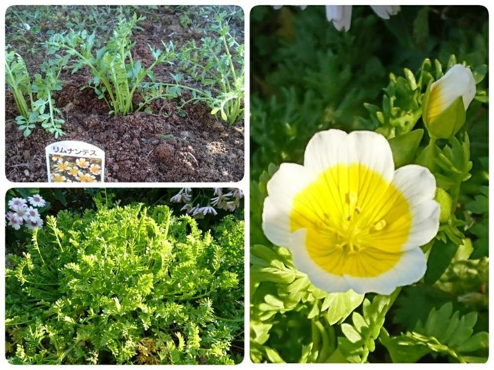 リムナンテス ポーチドエッグの投稿画像 By ブッチさん 花のある暮らしと地植えと小さな庭とハニーミントと花のある暮らしと地植えとハニーミント 19月3月17日 Greensnap グリーンスナップ Greensnap グリーンスナップ