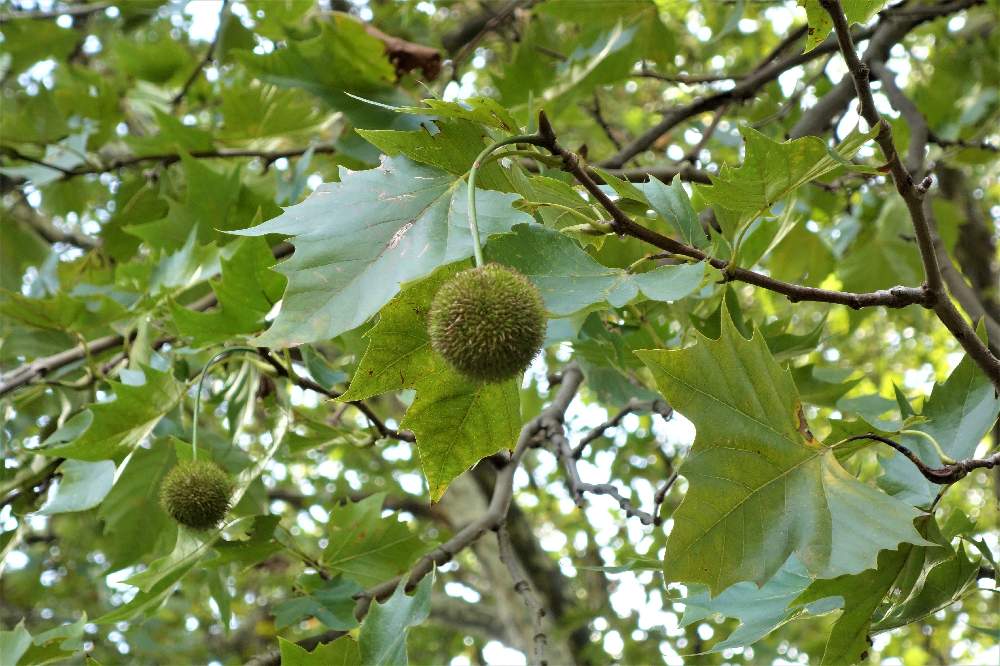 モミジバスズカケノキの投稿画像 By まるちゃんさん スズカケノキ科 スズカケノキ属とお出かけ先とスズカケノキ科 スズカケノキ属 19月3月17日 Greensnap グリーンスナップ Greensnap グリーンスナップ