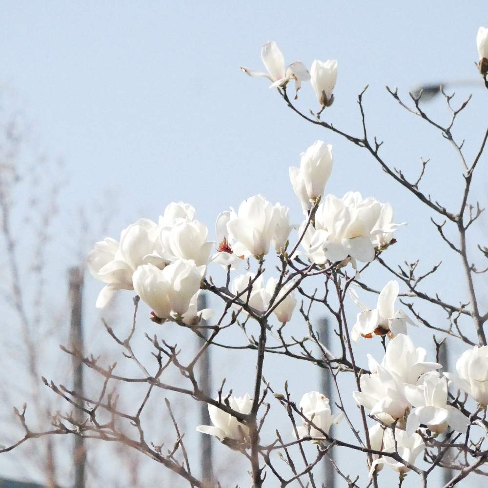 ハクモクレンの投稿画像 By グリーンさん 花のある暮らしとgs映えとgs日和と樹木と広い庭と花のある暮らしとgs映えとgs日和と樹木 19月3月17日 Greensnap グリーンスナップ Greensnap グリーンスナップ