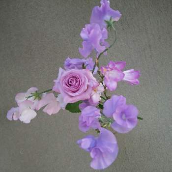 紫フリージアの投稿画像一覧 Greensnap グリーンスナップ