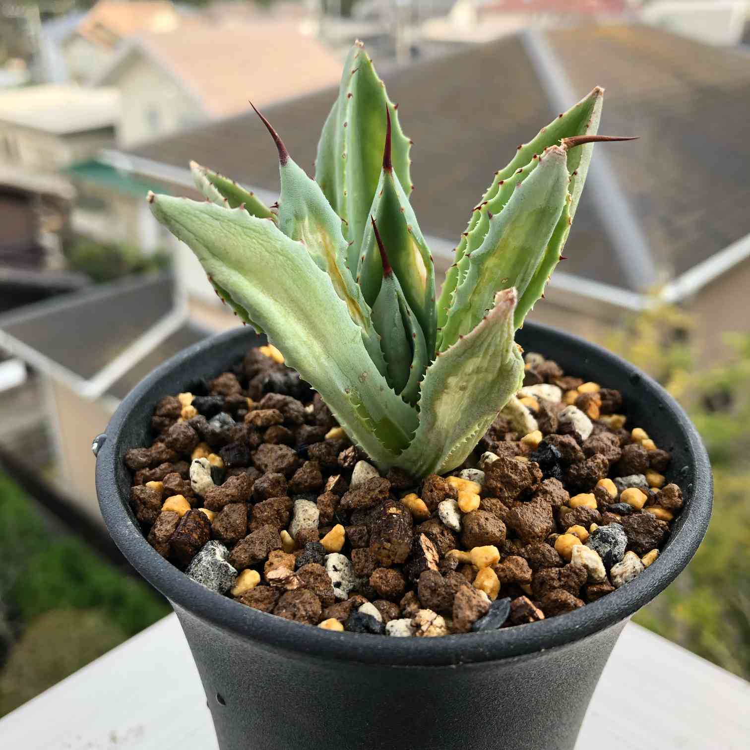 アガベキュービック成長記録｜🍀GreenSnap（グリーンスナップ）