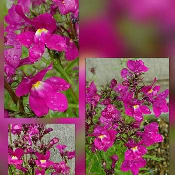 ウンラン属（リナリア属）の画像 by SILVIAさん | 小さな庭とリナリアとウンラン属（リナリア属）と雨に輝くとプランターと ゴマノハグサ科と今日のお花と花のある暮らしとオオバコ科