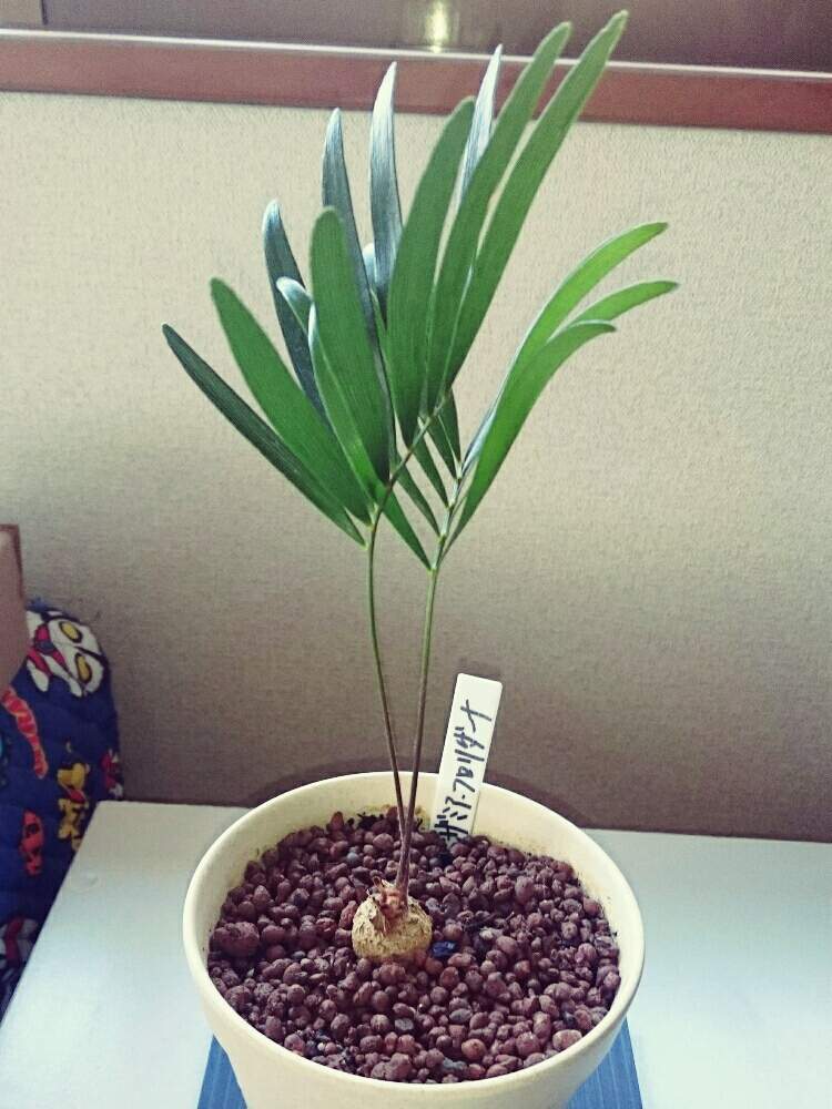 ザミア フロリダーナの投稿画像 By たかぽんさん 細い葉とスタイリッシュとザミアフロリダーナとザミア属と室内管理 19月3月17日 Greensnap グリーンスナップ