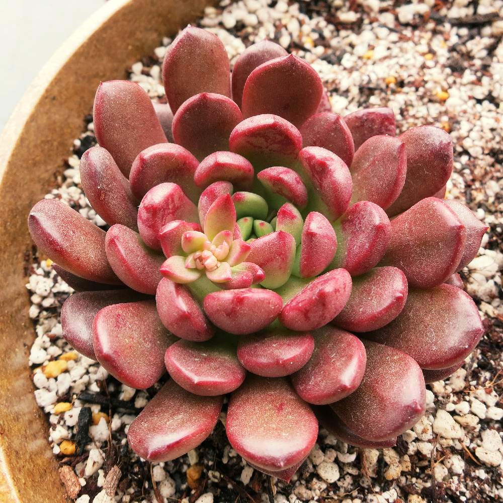 グラプトベリア バッシュフルの投稿画像 By Muraさん 花芽と多肉植物と植物のある暮らしと多肉大好きとgs日和とグラプトベリア属ときれいとno Green No Lifeとピンクルルビー と自己流と紅葉 こうよう と美しいと成長記録と花のある暮らしとお花のある生活と バッシュ グラプトベリア バッシュフルの投稿画像 By Muraさん 花芽と多肉植物と植物のある暮らしと多肉大好きとgs日和とグラプトベリア属ときれいとno Green No Lifeとピンクルルビー と自己流と紅葉 こうよう と美しいと成長記録と花のある暮らしとお花のある生活と バッシュ