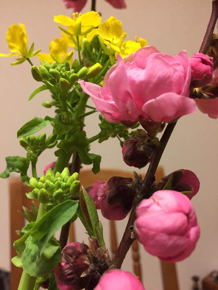 桃の花と菜の花の投稿画像 By Acoさん 庭からの切り花と桃の花 と春の花 と野菜の花と花のある暮らしと春の花 19月3月17日 Greensnap グリーンスナップ