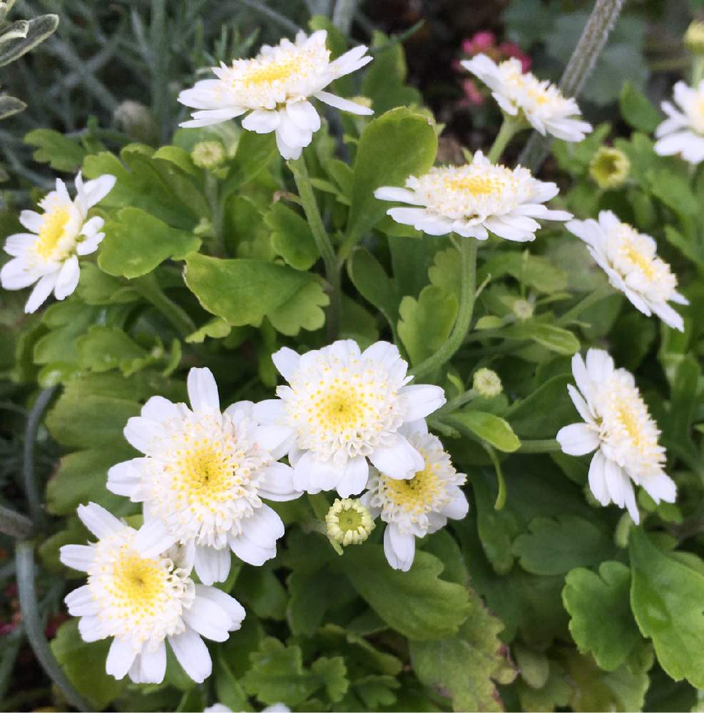 マトリカリアの投稿画像 By Tanpopoさん 白い花とガーデニングと花のある暮らしと寄せ植え 19月3月17日 Greensnap グリーンスナップ