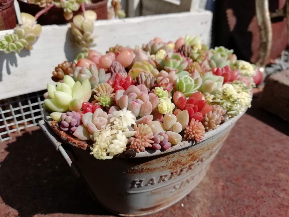 ちまちま寄せの投稿画像 By Kuuさん 多肉植物寄せ植えとセリアのブリキ缶とセリア缶 19月3月18日 Greensnap グリーンスナップ