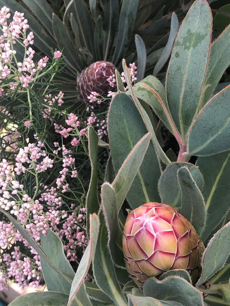 プロテア属の投稿画像 By Erieriさん プロテアスサーラとつぼみと植中毒と花のある暮らしとプロテアジュリエットとライスフラワー と南アフリカ原産 19月3月18日 Greensnap グリーンスナップ