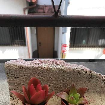 くずはモールの投稿画像一覧 Greensnap グリーンスナップ