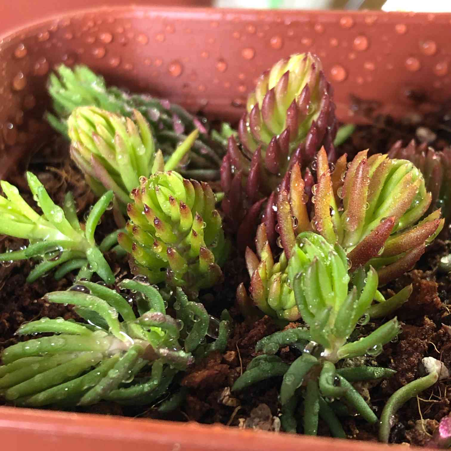 多肉植物 ルペストレ アンジェリーナ 10カット カット苗 - 植物/観葉植物